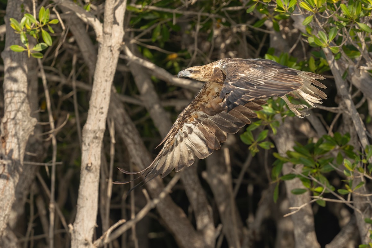 עיטם לבן-גחון - ML645432210