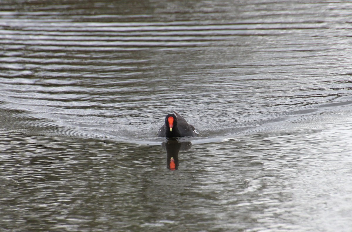 Dusky Moorhen - ML645432211