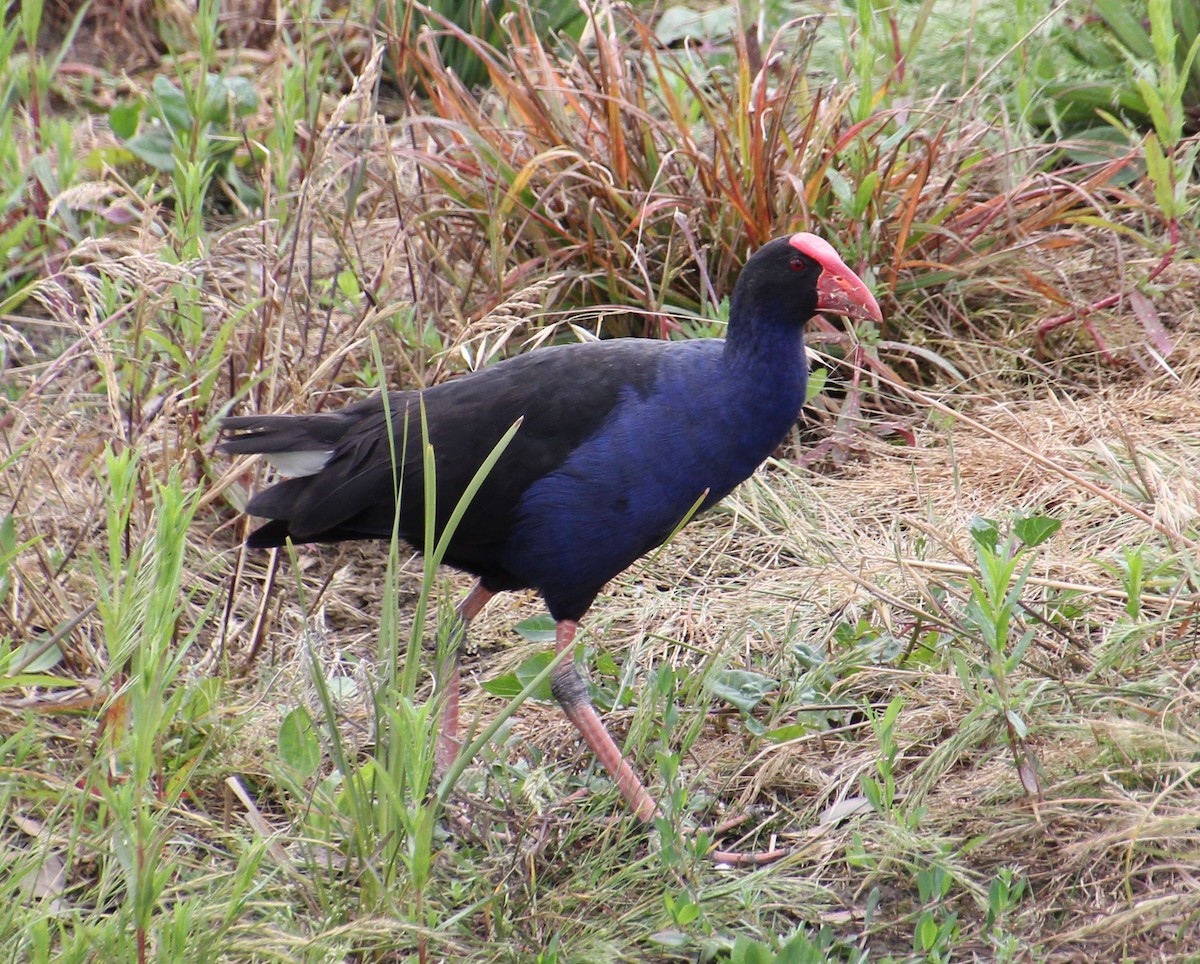 Australasian Swamphen - ML645432214