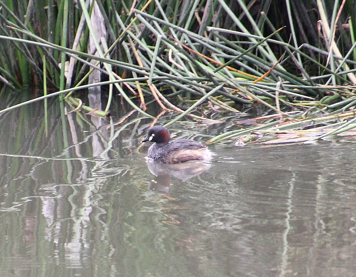 Australasian Grebe - ML645432215