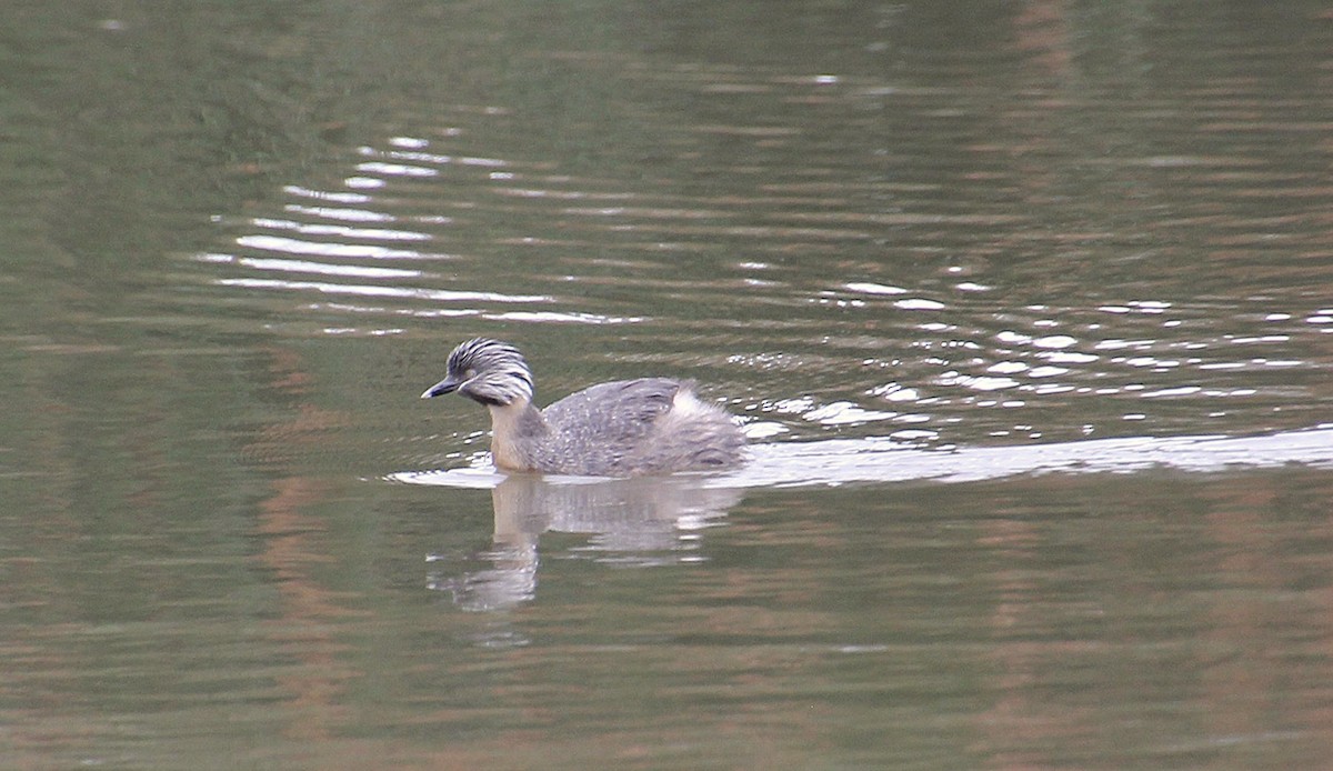 Hoary-headed Grebe - ML645432217