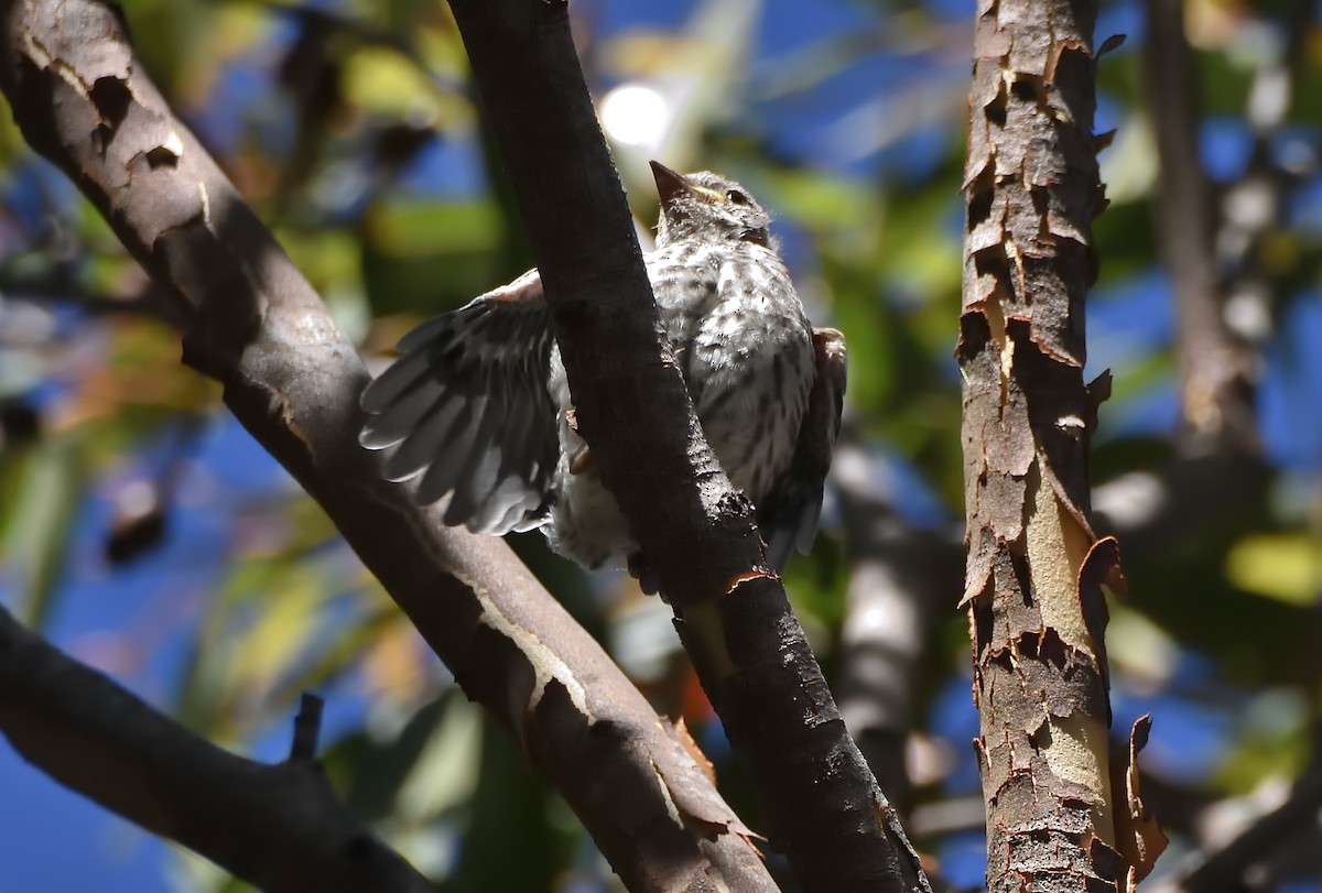 Rufous Whistler - ML645432218