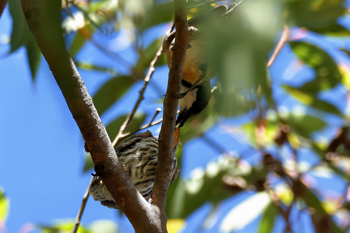 Rufous Whistler - ML645432219