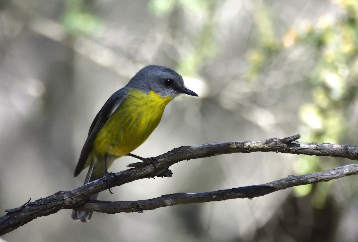 Doğulu Sarı Bülbül - ML645432223