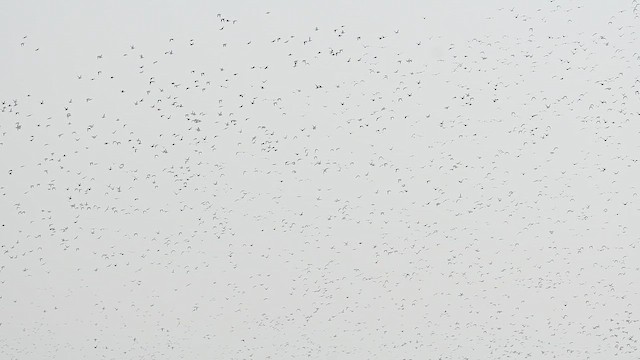 Клоктун - ML645432247