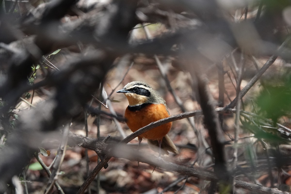 Zeytin Tepeli Hilalgerdan - ML645432251
