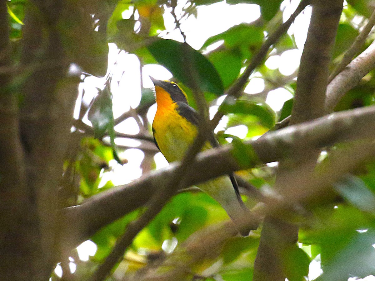 黃眉黃鶲 - ML645432253