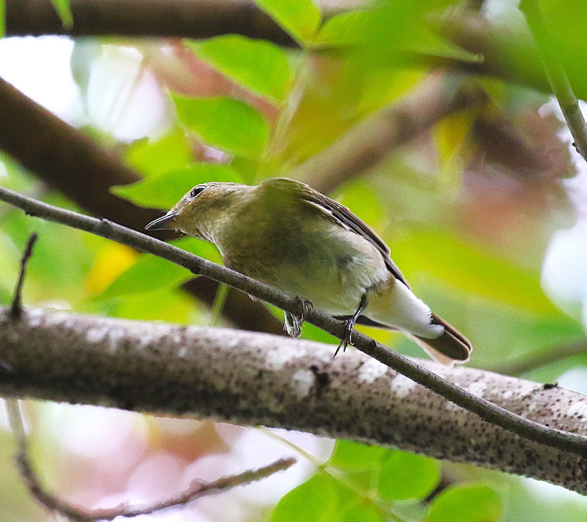 黃眉黃鶲 - ML645432254