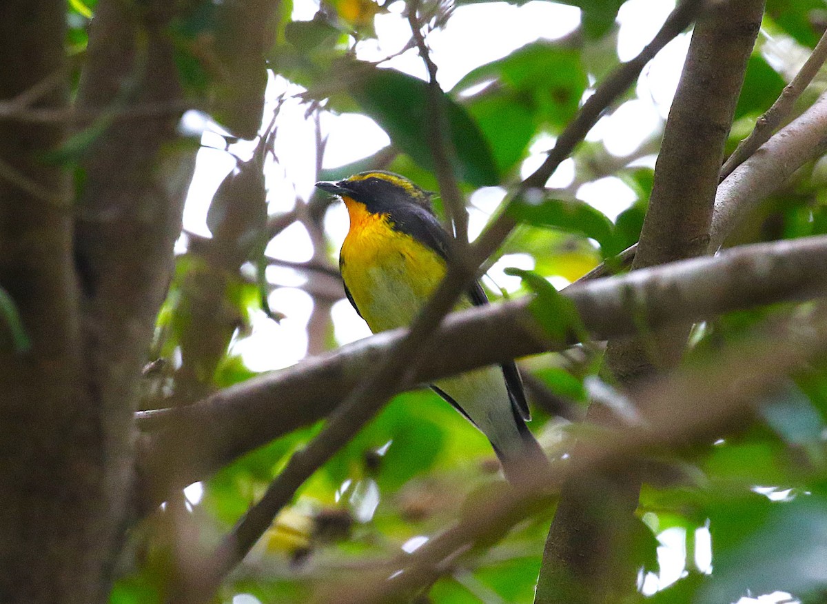 黃眉黃鶲 - ML645432255