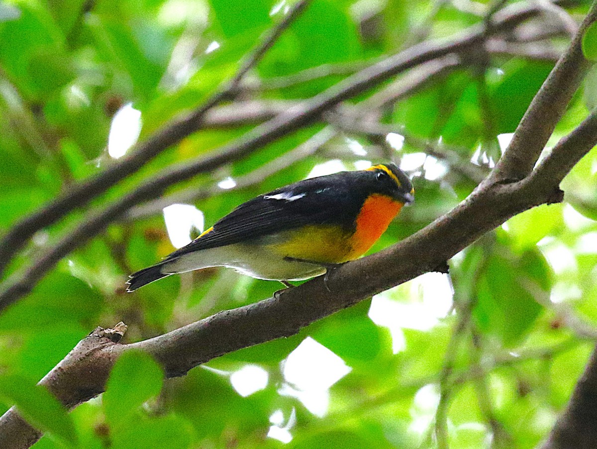 黃眉黃鶲 - ML645432256