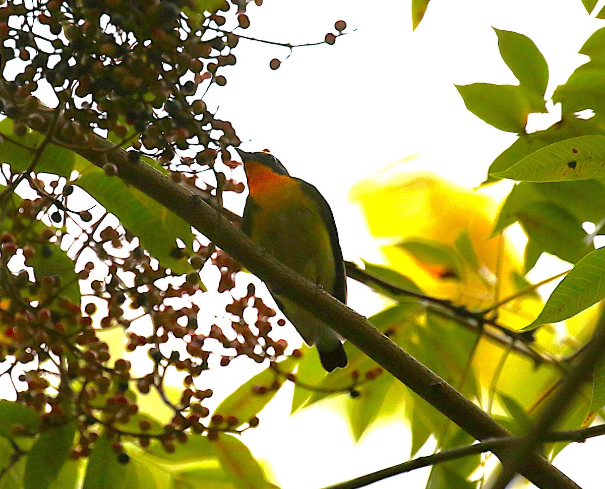黃眉黃鶲 - ML645432257