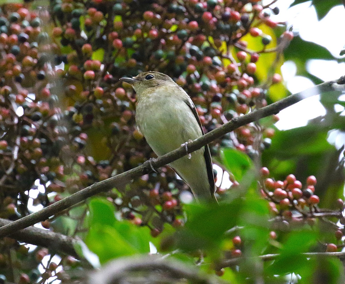 黃眉黃鶲 - ML645432258