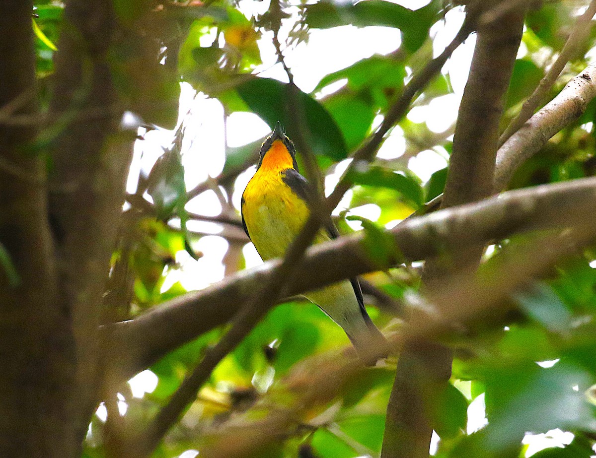 黃眉黃鶲 - ML645432259