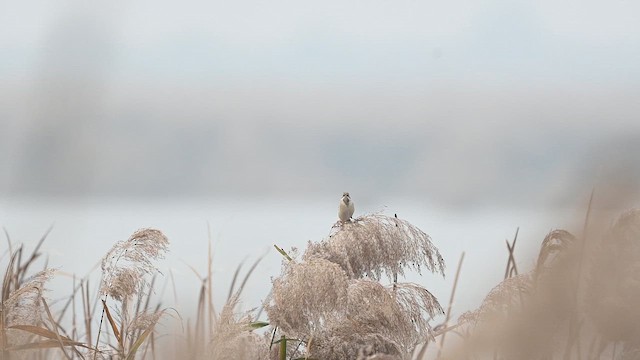 Вівсянка полярна - ML645432261