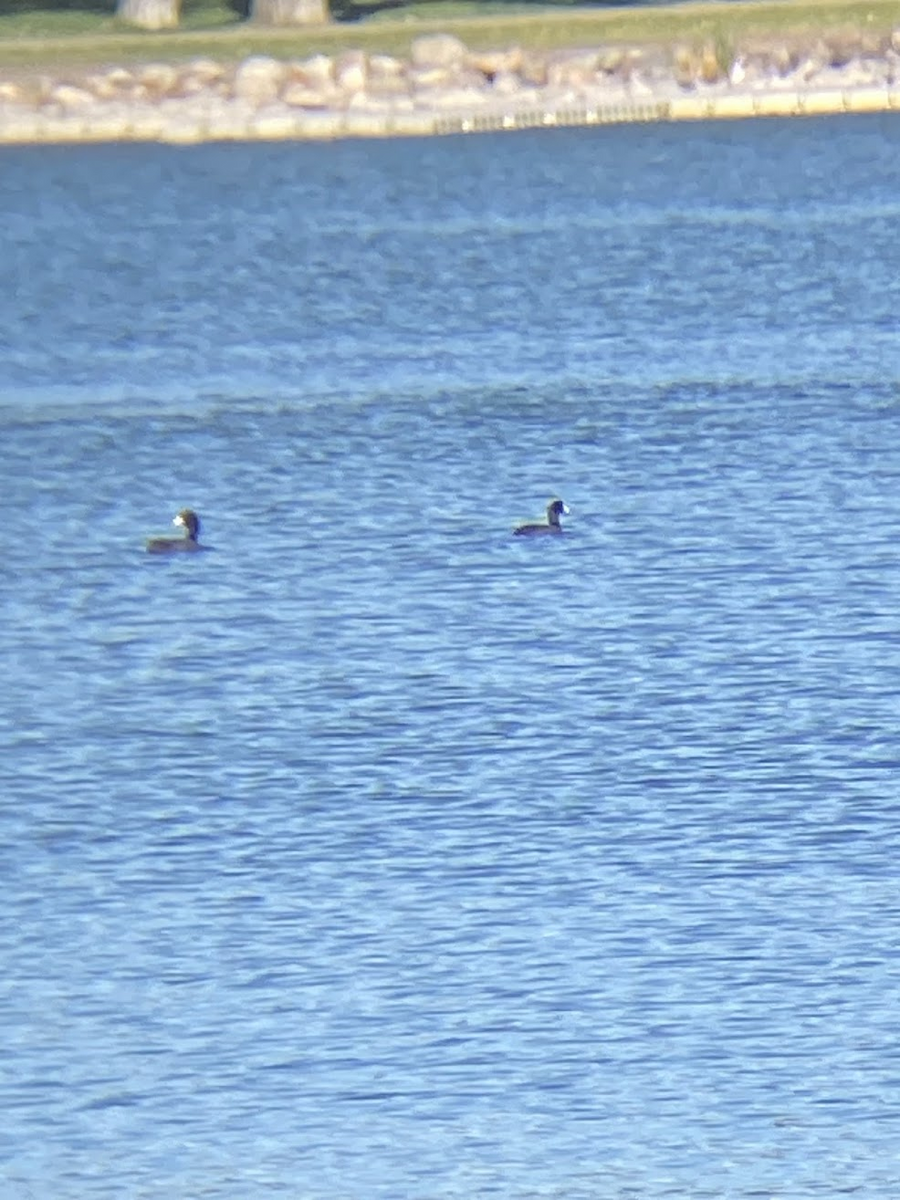 American Coot - ML645432277