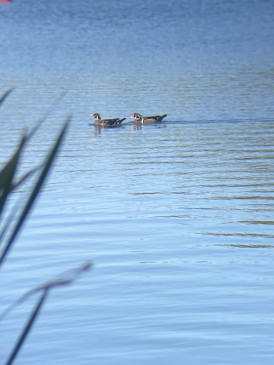 kachnička karolínská - ML645432279