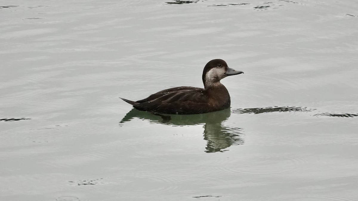 Синьга американська - ML645432283