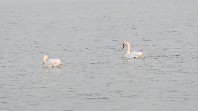 Лебідь-шипун - ML645432288