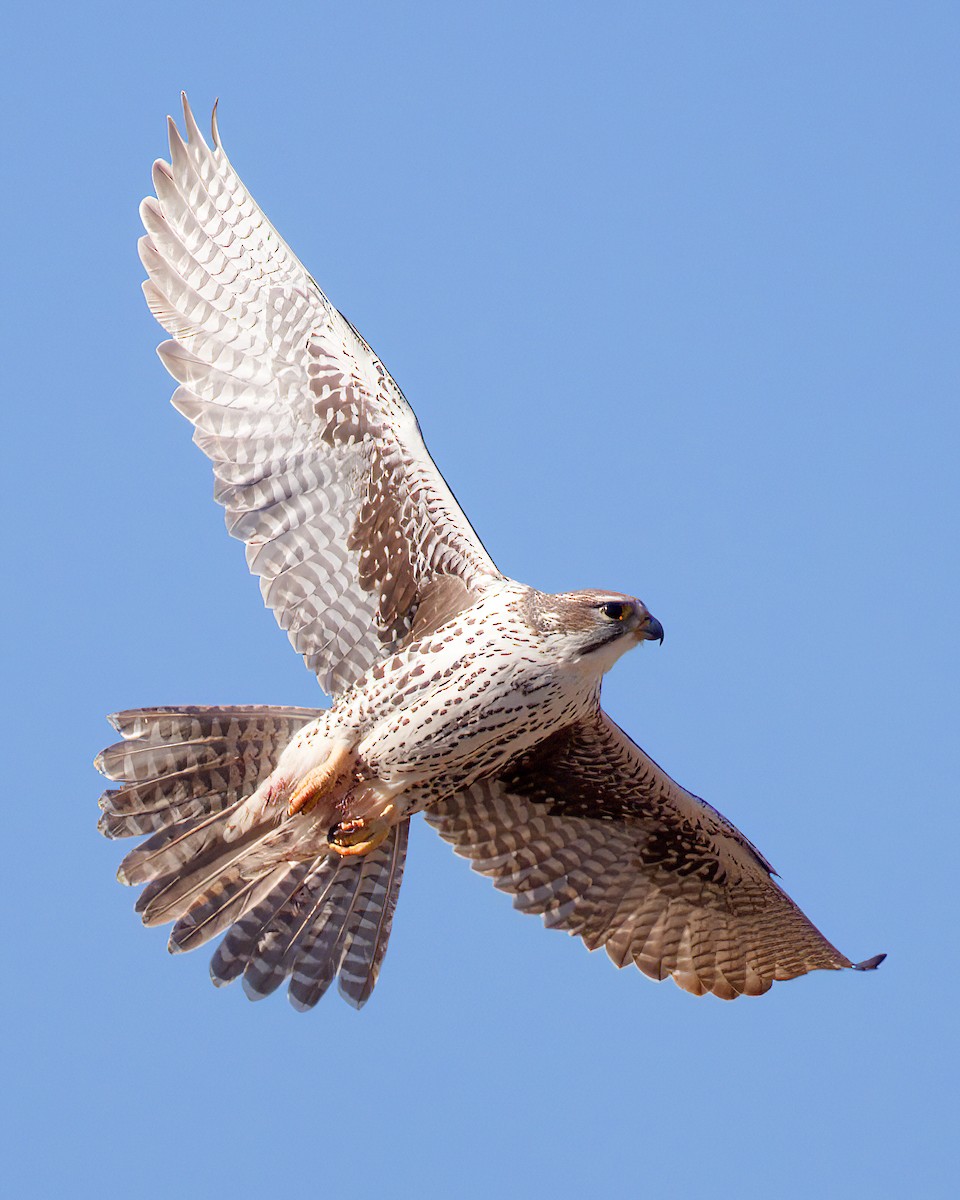 Мексиканский сокол - ML645432289