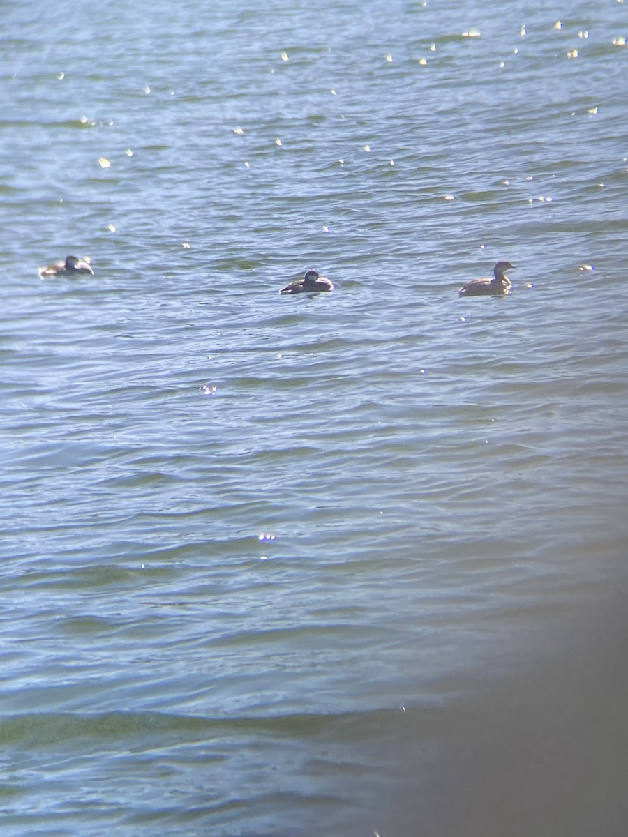 Красношейная поганка - ML645432291