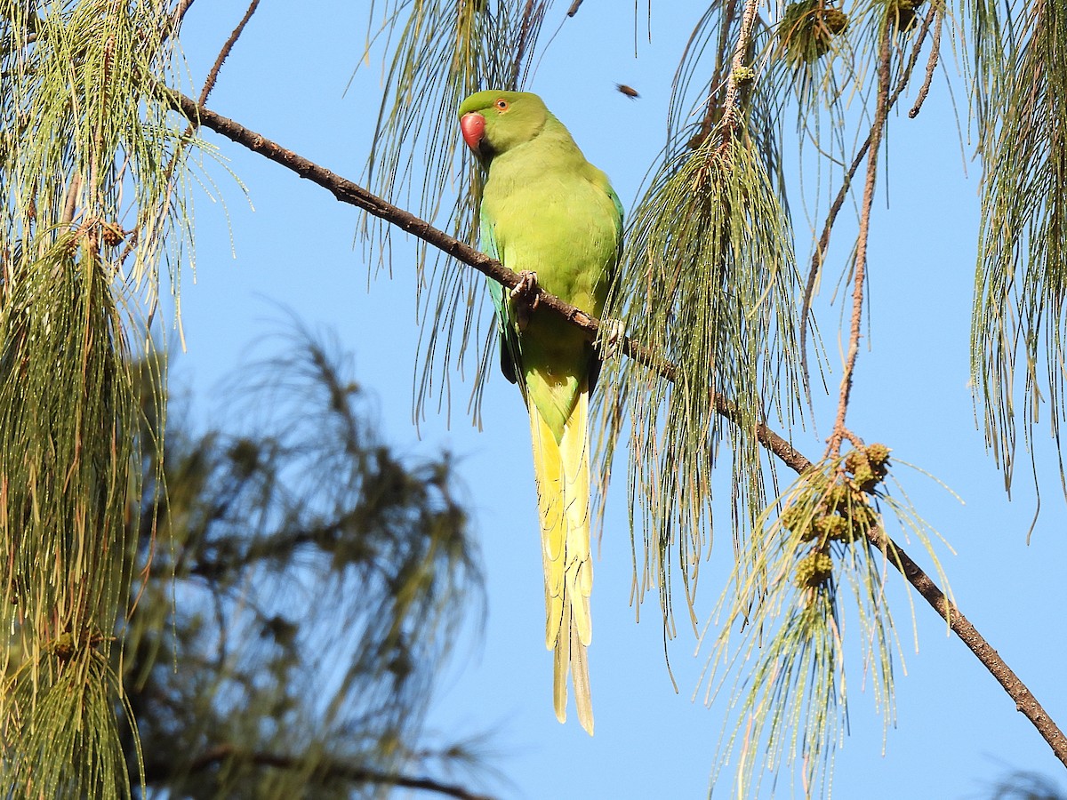 Попугай Крамера - ML645432292