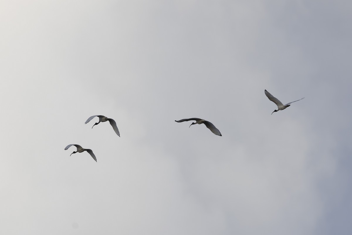 Молуккский ибис - ML645432294