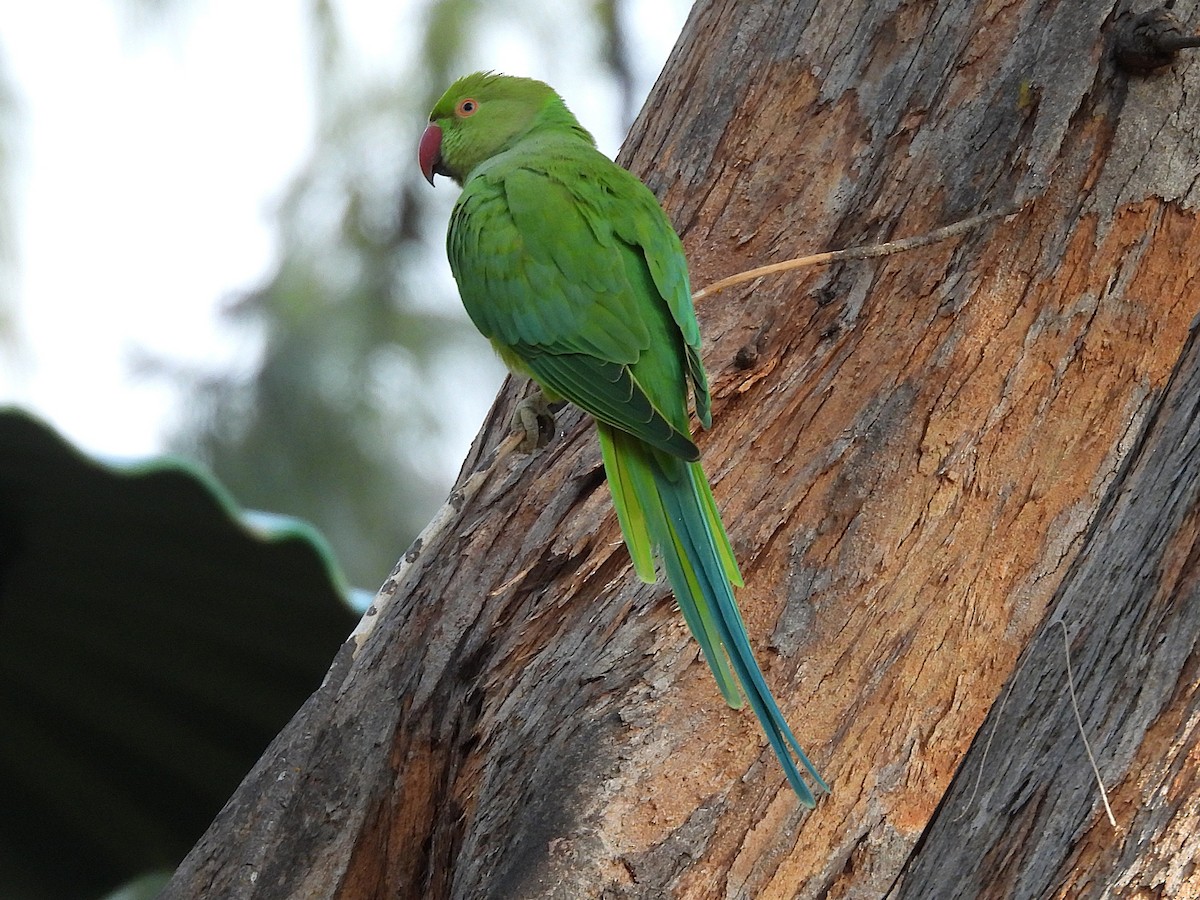 Попугай Крамера - ML645432295