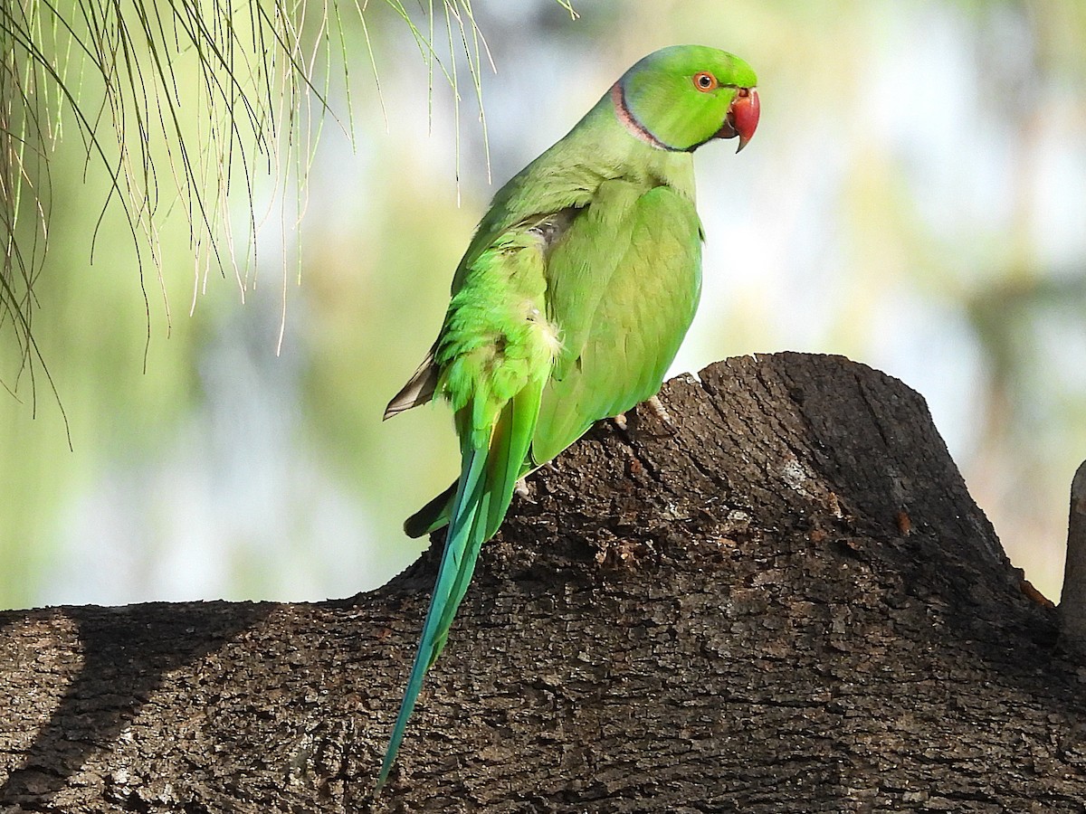 Попугай Крамера - ML645432299