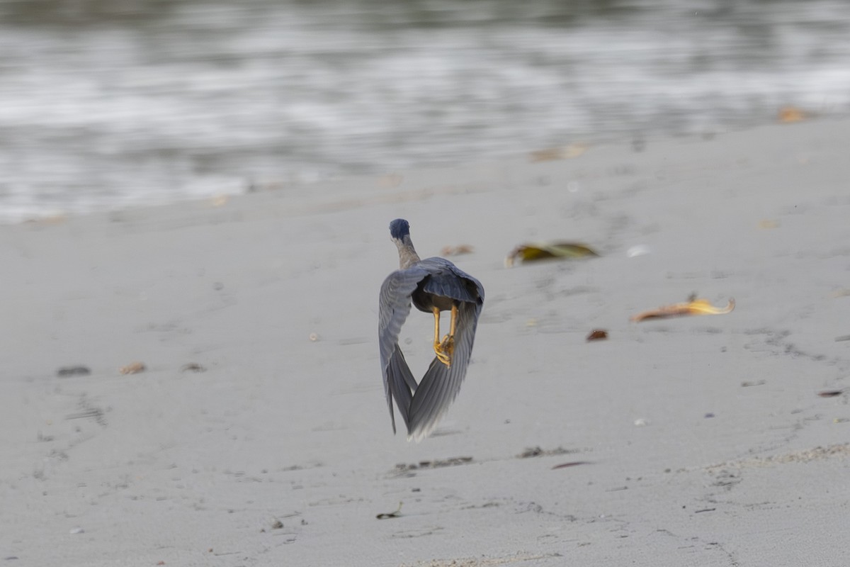 Little Heron - ML645432300