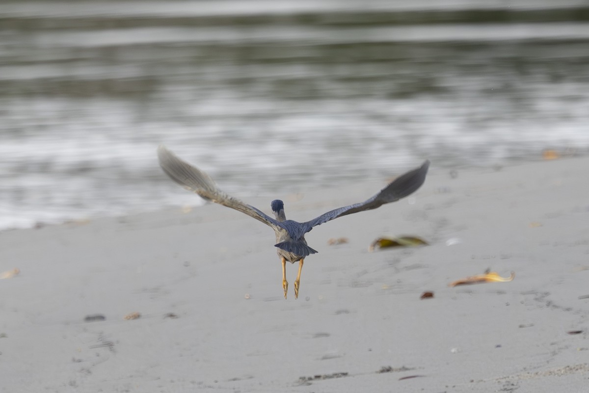 Little Heron - ML645432301