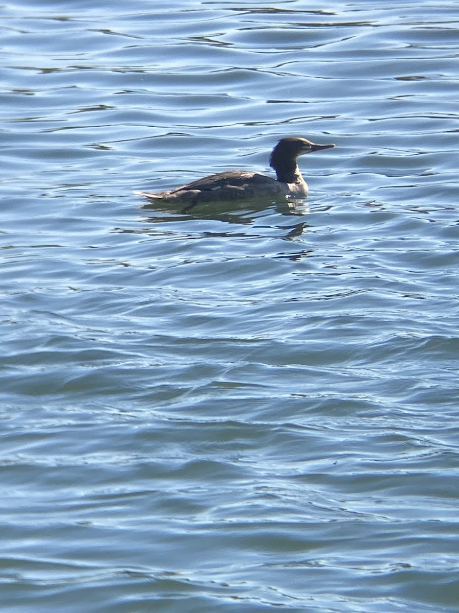 Большой крохаль - ML645432302