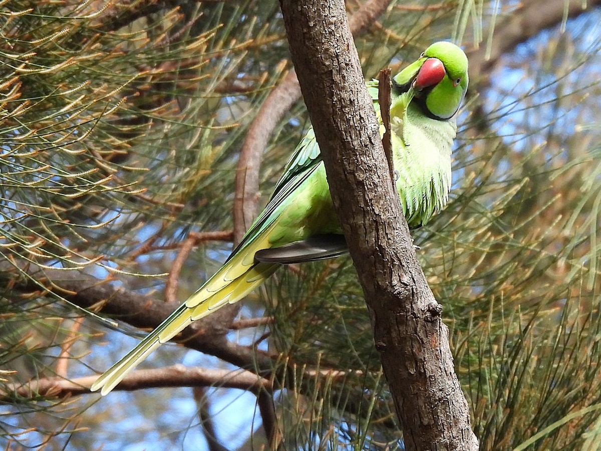 Попугай Крамера - ML645432308