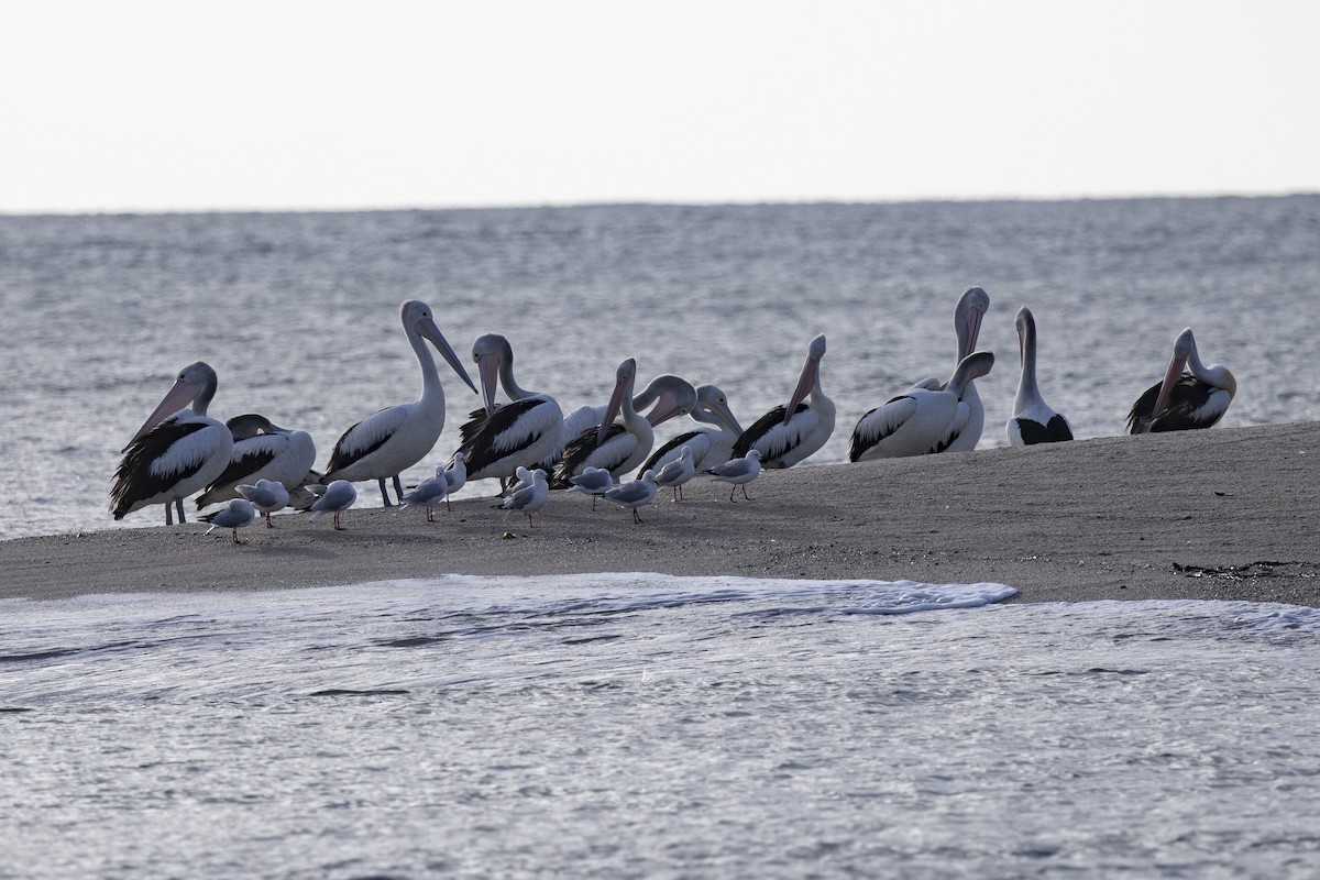 Австралийский пеликан - ML645432312