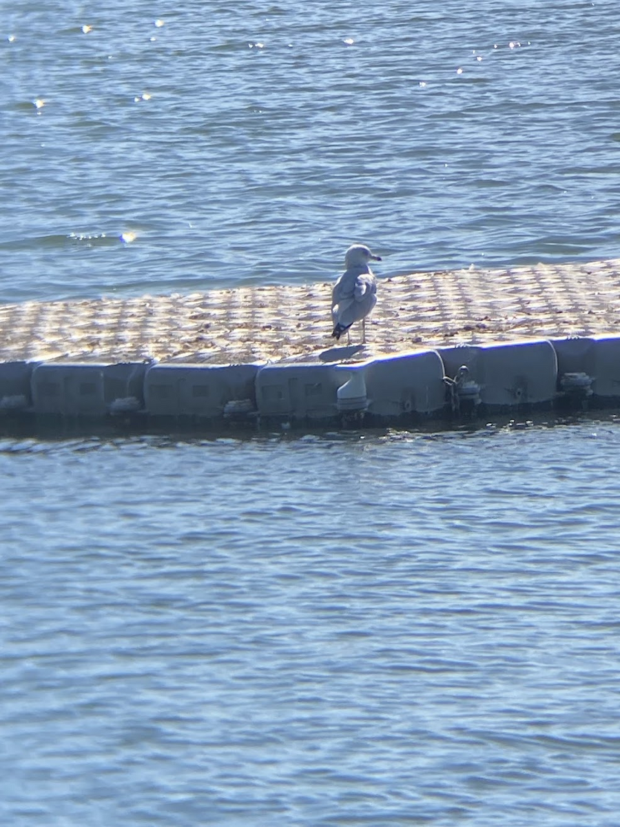 Делавэрская чайка - ML645432313