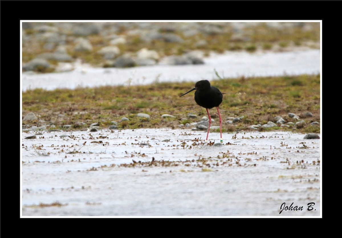 Новозеландский ходулочник - ML645432314