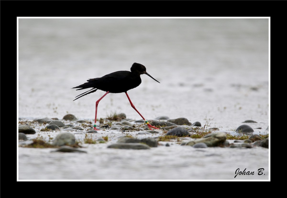 Новозеландский ходулочник - ML645432315