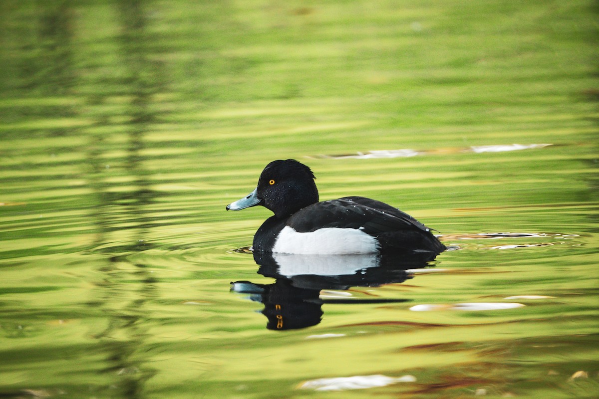 Хохлатая чернеть - ML645432316