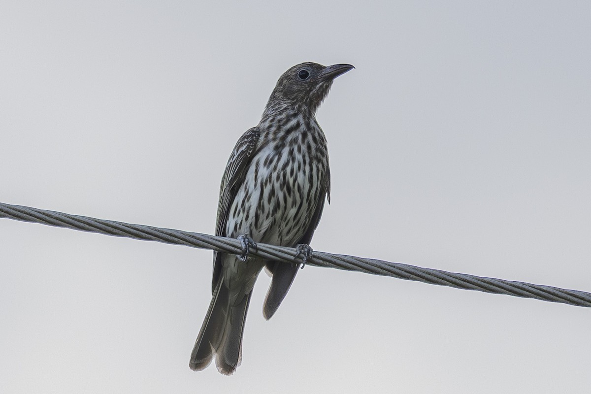 Зелёная инжирница - ML645432317