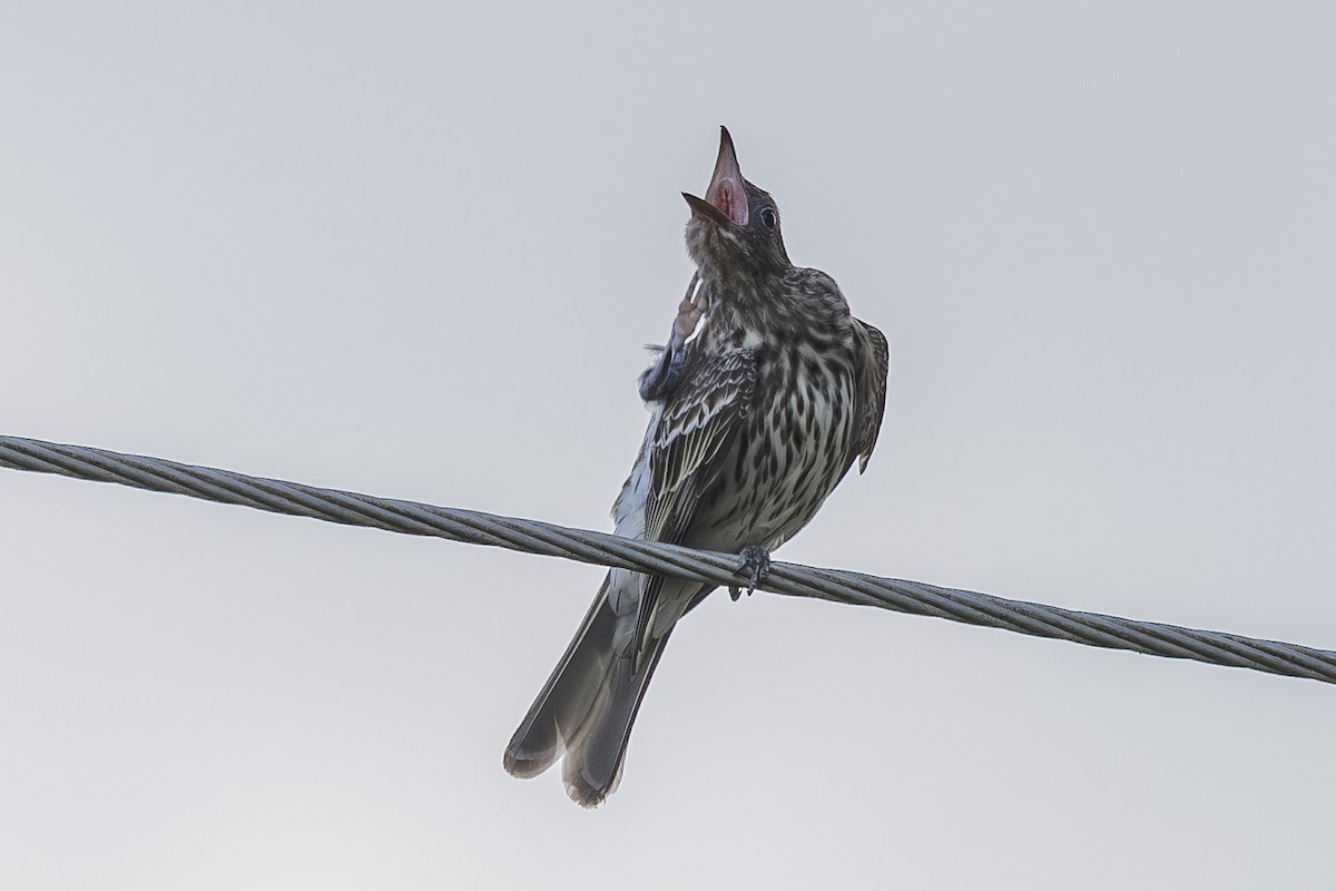 Зелёная инжирница - ML645432318