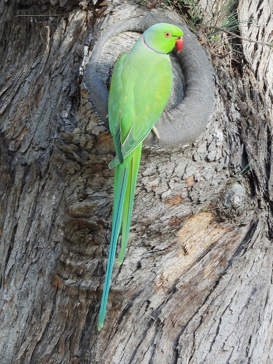 Попугай Крамера - ML645432319