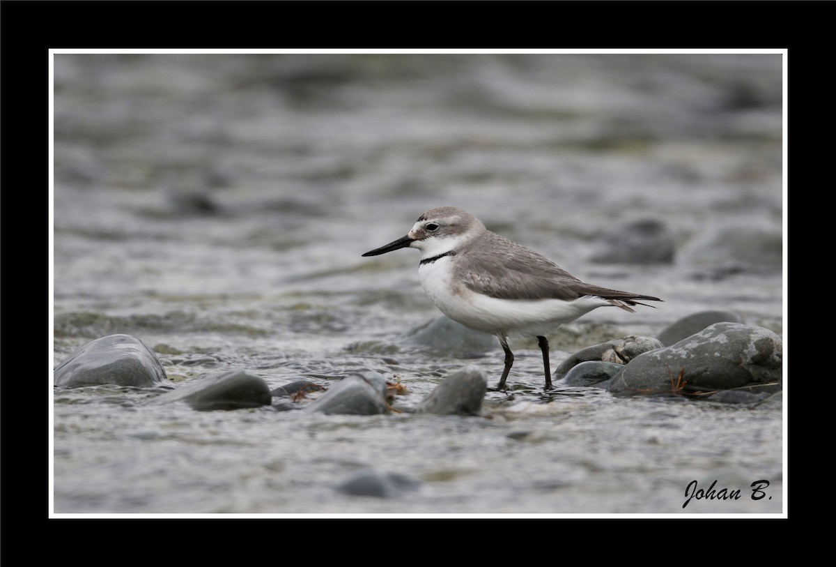 Кривоклювый зуёк - ML645432320