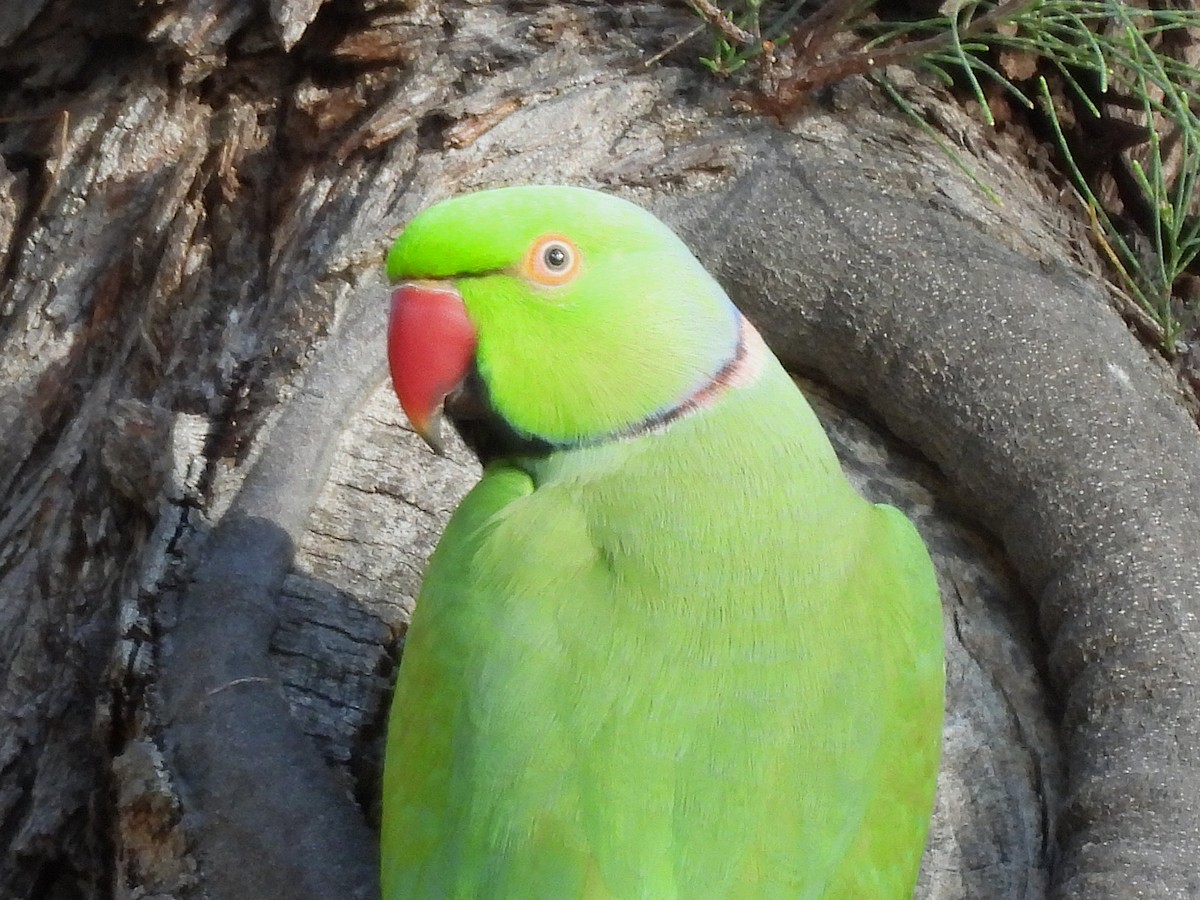 Попугай Крамера - ML645432321