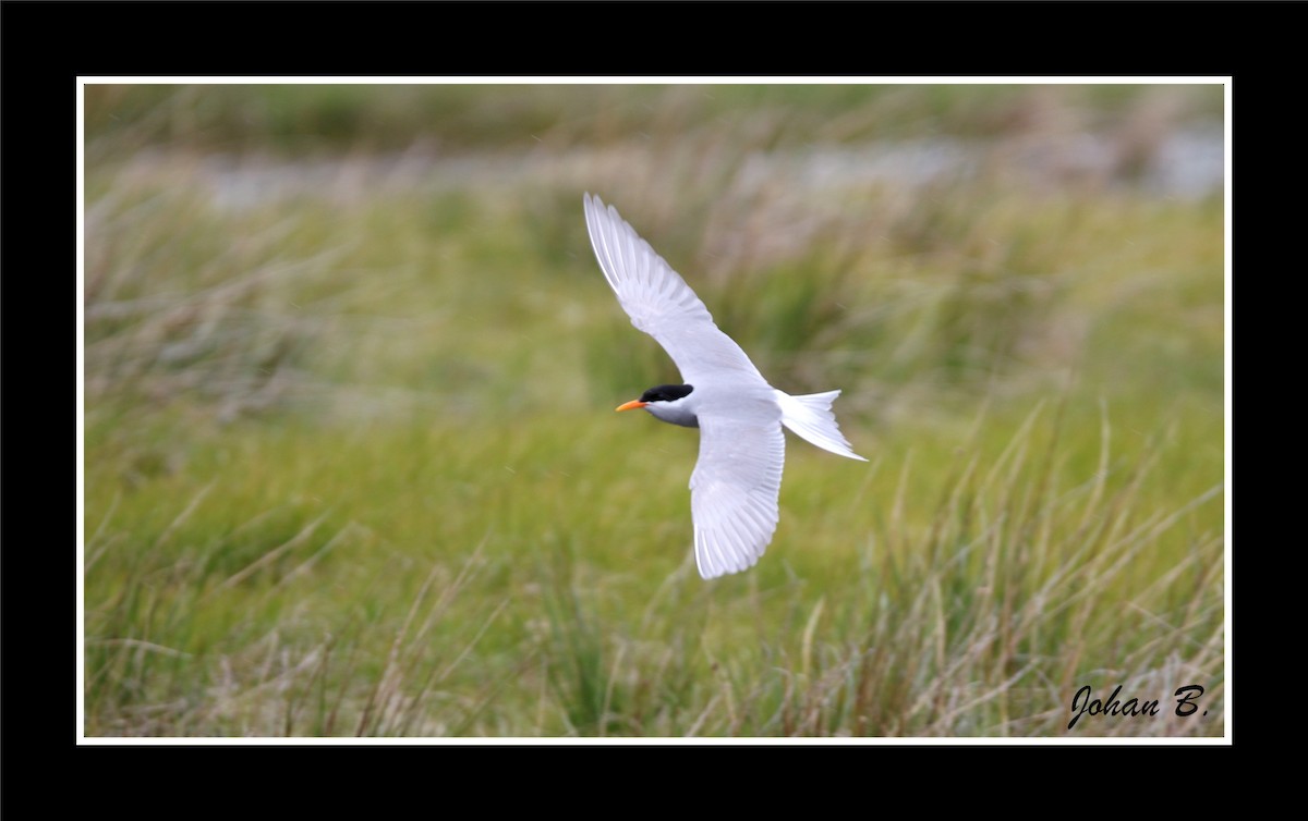 Чернолобая крачка - ML645432323