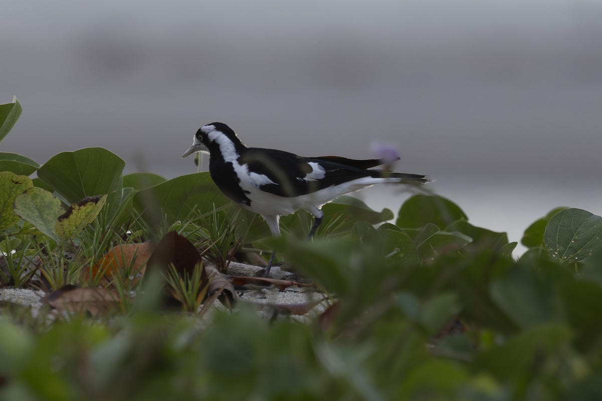 Сорочья граллина - ML645432324