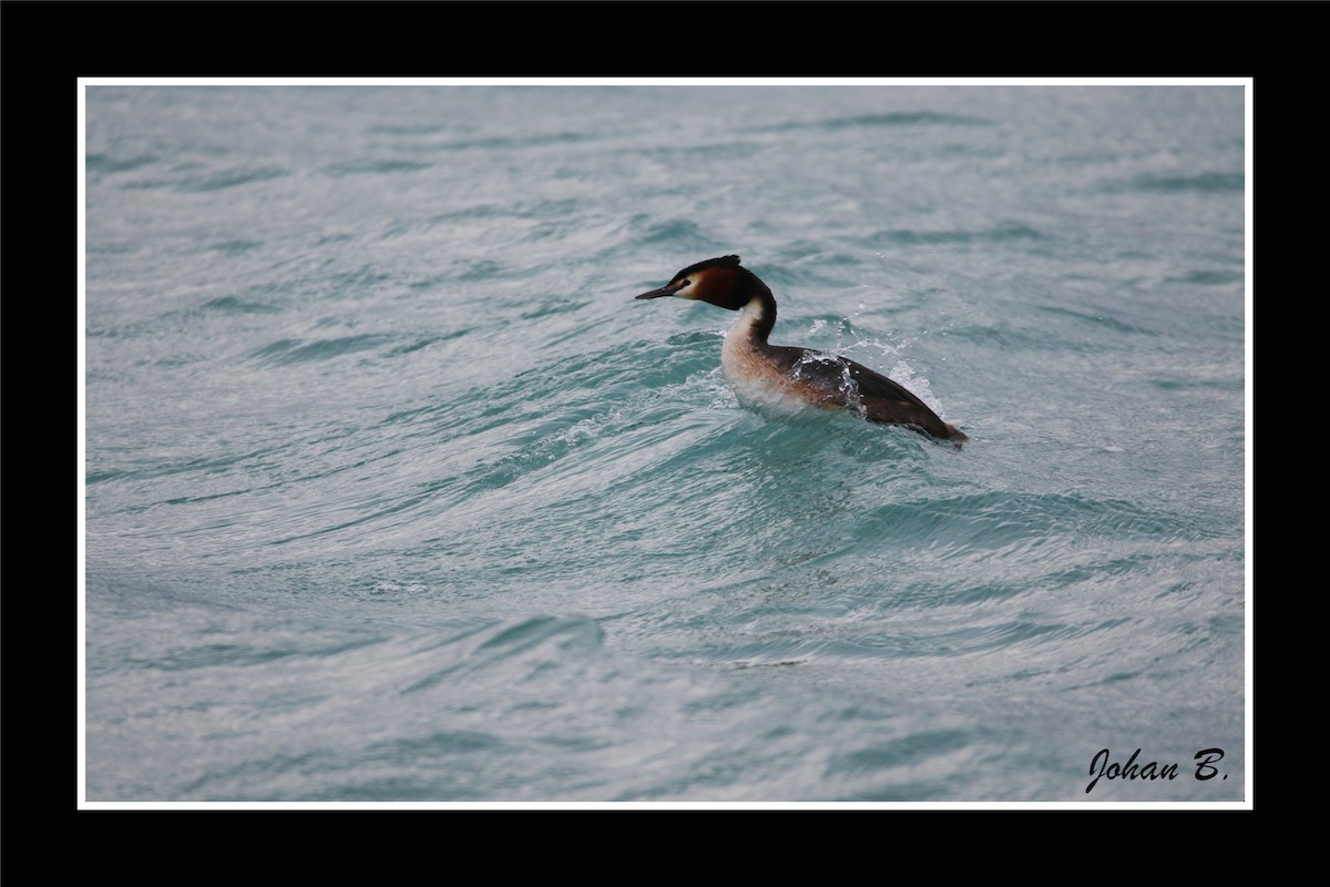 Чомга - ML645432326