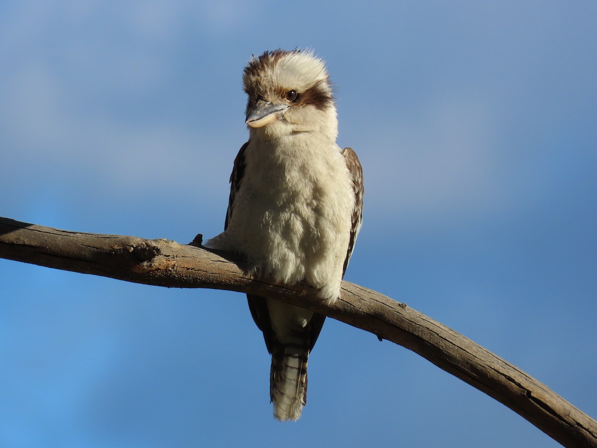 Смеющаяся кукабара - ML645432327