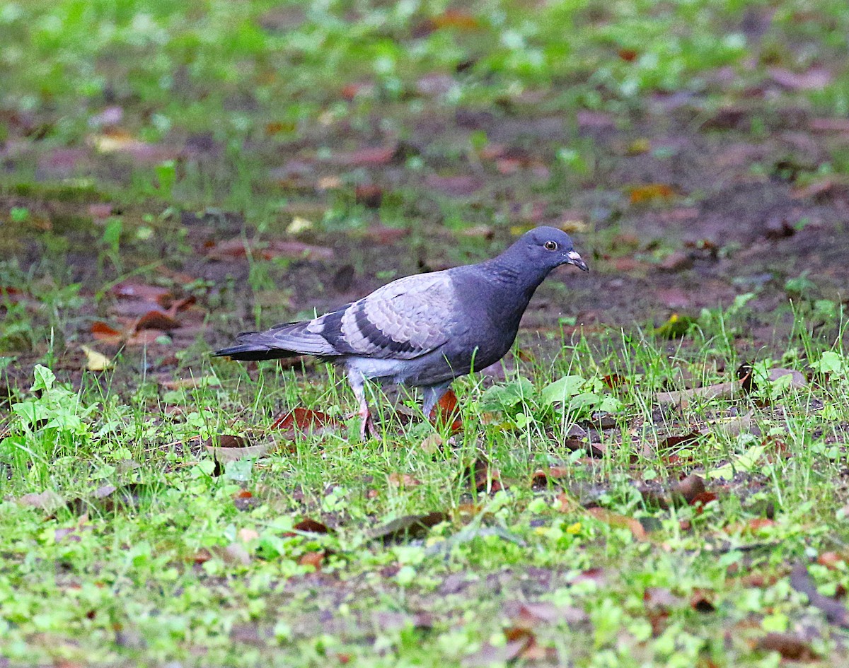 Haitz-usoa (etxekoa) - ML645432347