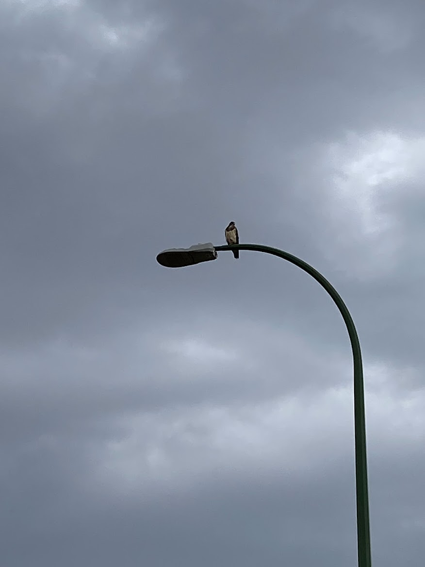 Свенсонов канюк - ML645432385