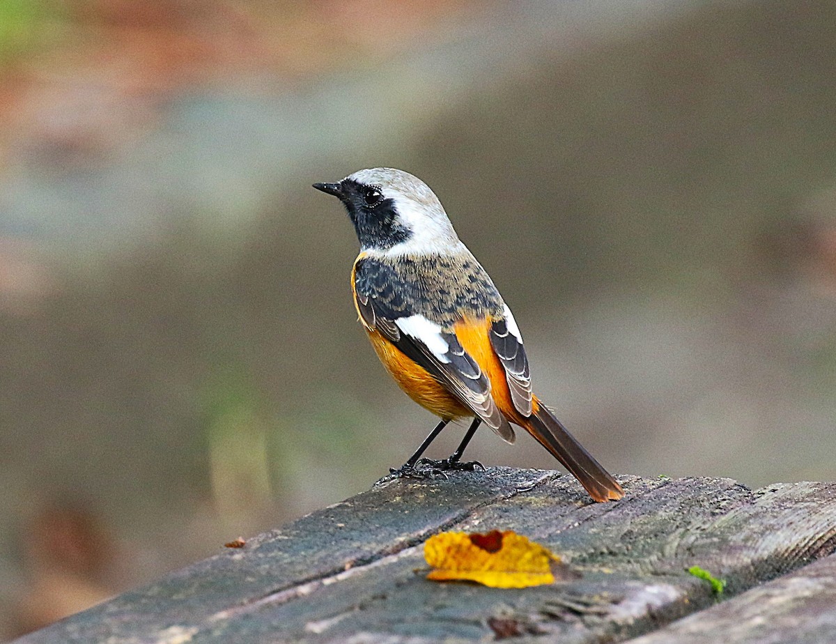 חכלילית סיבירית - ML645432386