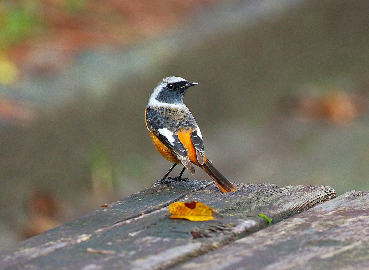חכלילית סיבירית - ML645432387